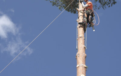 Selecting an Arborist in Gilbert AZ: A Guide to Tree Care Excellence