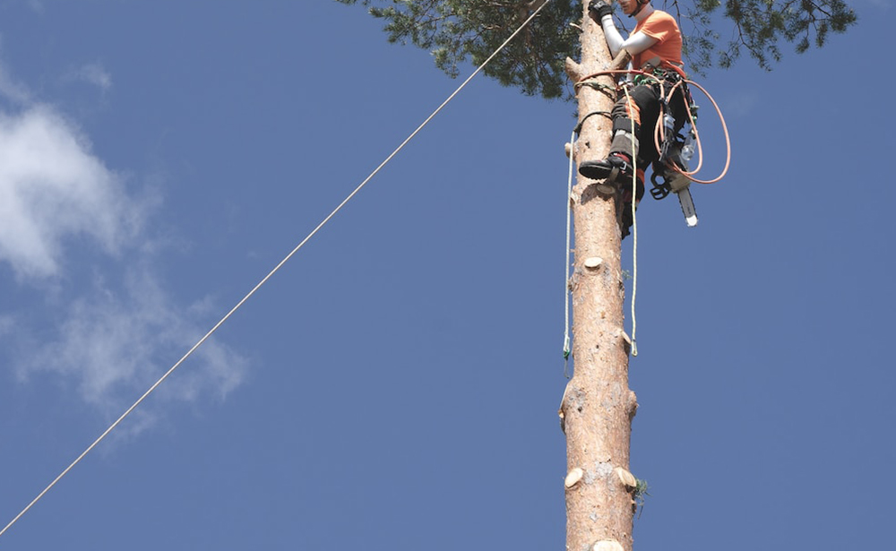 Selecting an Arborist in Gilbert AZ: A Guide to Tree Care Excellence