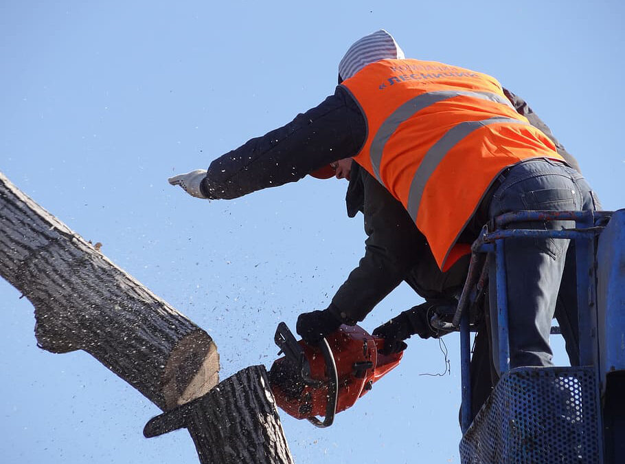 Raising the Bar: Elevate Your Expectations with Exceptional Tree Care Services