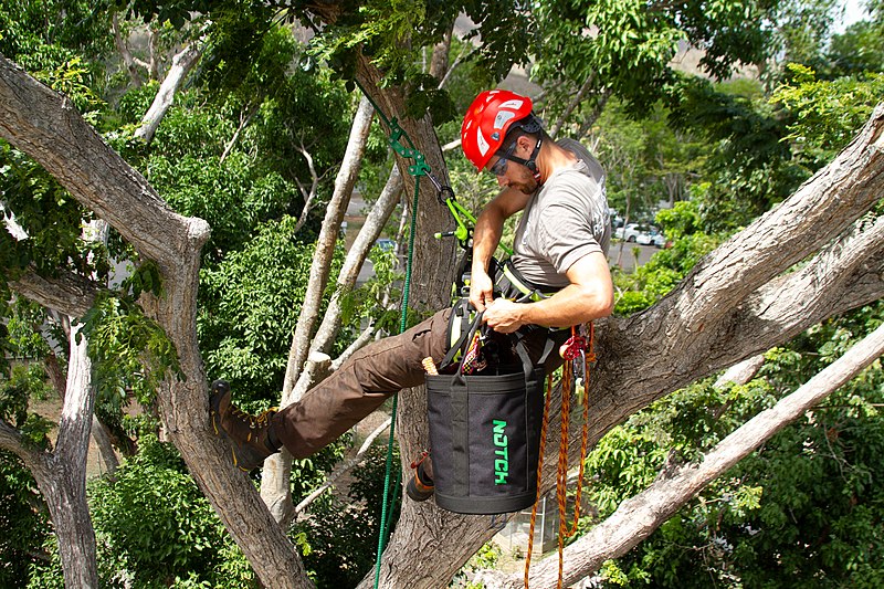 Arborist in Mesa: Guardians of the Green, Choosing Ideal Professional for Your Trees