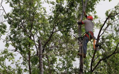 Why Hiring an Arborist in Mesa, AZ Is Essential for Your Trees