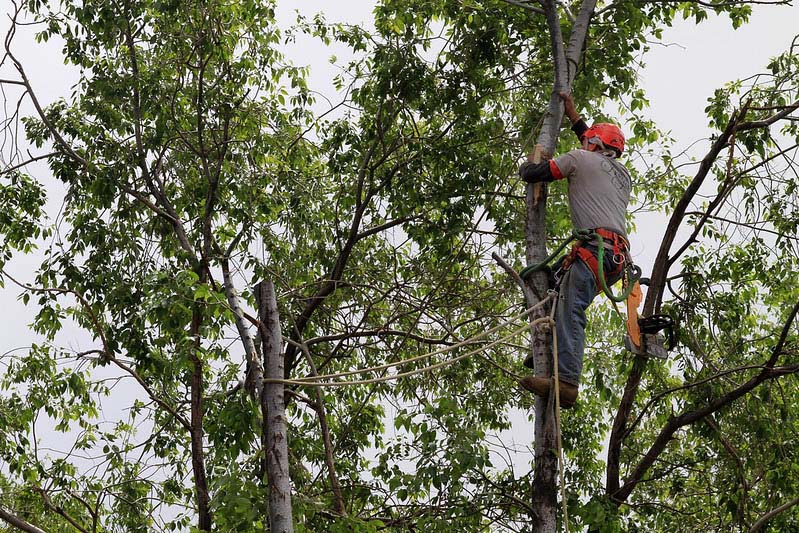 arborist-in-mesa-az