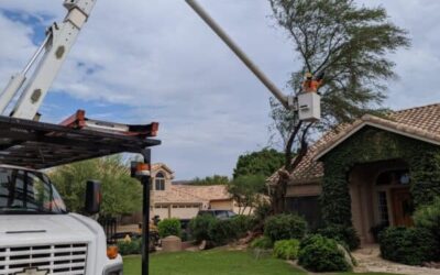 Arborist in Chandler AZ for Residential and Commercial Tree Care